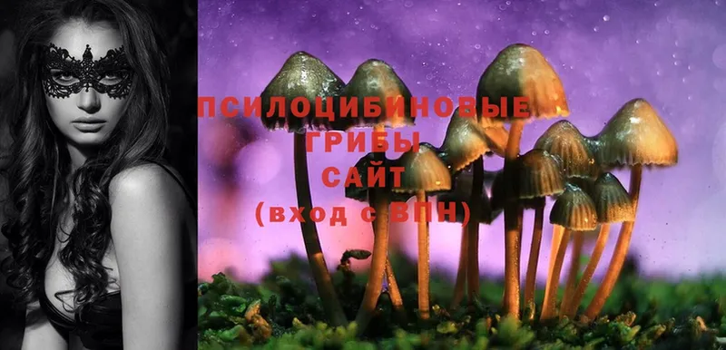 гидра tor  Балей  Псилоцибиновые грибы MAGIC MUSHROOMS 